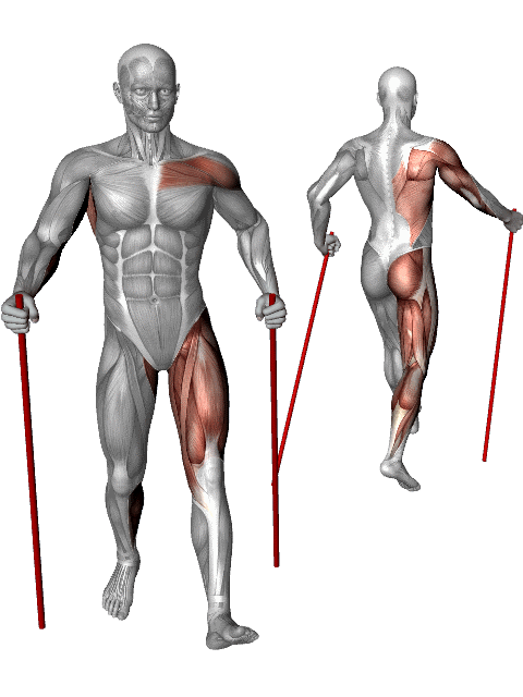 RÃ©sultat de recherche d'images pour "nordic walking muscles"